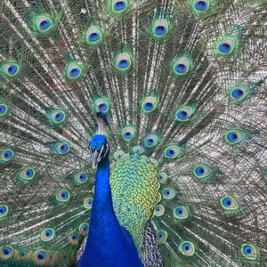 Meet your Posher, Angelica